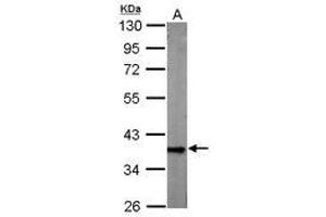 Image no. 2 for anti-Glyceraldehyde-3-Phosphate Dehydrogenase (GAPDH) antibody (ABIN467389) (GAPDH Antikörper)