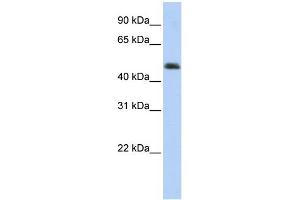 WB Suggested Anti-ARC Antibody Titration:  0. (ARC (Middle Region) Antikörper)