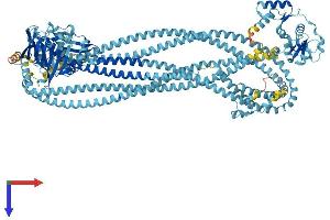 SMC1B Protein (AA 1-1235) (His tag)
