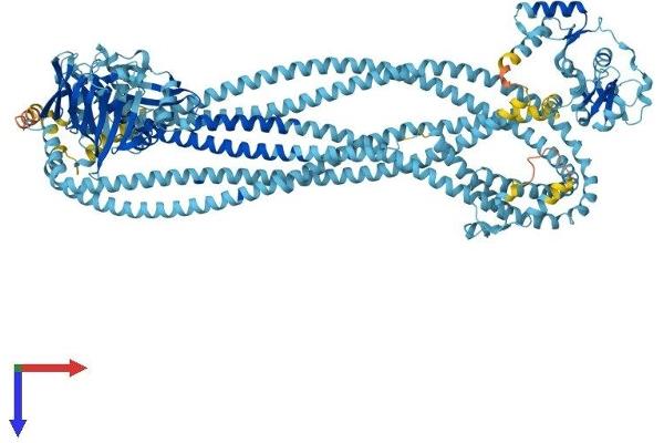 SMC1B Protein (AA 1-1235) (His tag)