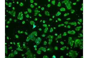 Anti-PRL mouse monoclonal antibody (ABIN2453520) immunofluorescent staining of COS7 cells transiently transfected by pCMV6-ENTRY PRL (RC205627). (Prolactin Antikörper)