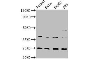 Western Blot Positive WB detected in: Jurkat whole cell lysate, Hela whole cell lysate, HepG2 whole cell lysate, 293 whole cell lysate All lanes: HAMP antibody at 2. (Rekombinanter Hepcidin Antikörper)