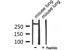 Western blot analysis of extracts from mouse lung, using CBP Antibody. (CBP Antikörper  (C-Term))