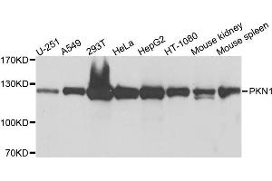 Western blot analysis of extracts of various cells, using PKN1 antibody.