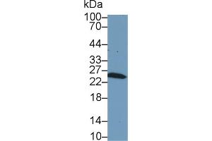 Western blot analysis of Rat Kidney lysate, using Rat GSTm1 Antibody (1 µg/ml) and HRP-conjugated Goat Anti-Rabbit antibody (