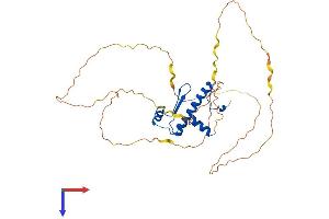 MEF2B Protein (AA 1-349) (His tag)