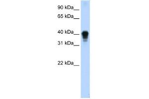 WB Suggested Anti-TIA1 Antibody Titration:  0. (TIA1 Antikörper  (C-Term))