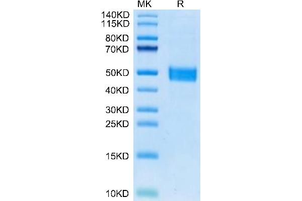 FSTL1 Protein (AA 19-306) (His tag)
