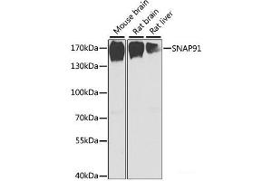 Western blot analysis of extracts of various cell lines using SNAP91 Polyclonal Antibody at dilution of 1:1000. (SNAP91 Antikörper)
