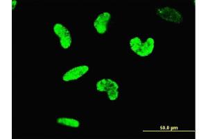 Immunofluorescence of monoclonal antibody to ARID3A on HeLa cell.