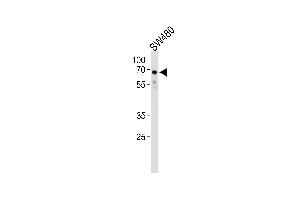 TRIM29 Antibody (Center) (ABIN1538327 and ABIN2838329) western blot analysis in S cell line lysates (35 μg/lane). (TRIM29 Antikörper  (AA 336-365))