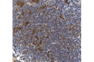 IHC analysis of CD73/Nt5e using anti-CD73/Nt5e antibody (ABIN7601367).