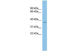 WB Suggested Anti-RALY Antibody Titration: 0. (Raly Antikörper  (Middle Region))