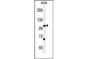 Western blot analysis of DPY19L2 Antibody (C-term) in A549 cell line lysates (35ug/lane). (DPY19L2 Antikörper  (C-Term))