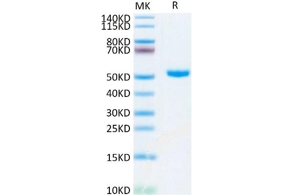 CD4 Protein (CD4) (AA 26-390) (His-Avi Tag)