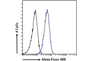 (ABIN263205) Flow cytometric analysis of paraformaldehyde fixed A431 cells (blue line), permeabilized with 0.