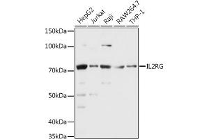 Western blot analysis of extracts of various cell lines, using CD132/IL-2 R gamma antibody (ABIN3022611, ABIN3022612, ABIN3022613, ABIN1513089 and ABIN6218952) at 1:1000 dilution.