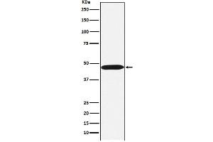 Western blot analysis of ACTL6A expression in Ramos cell lysate. (Rekombinanter BAF53A Antikörper)