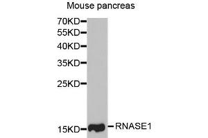 Western blot analysis of extracts of mouse pancreas, using RNASE1 antibody. (RNASE1 Antikörper  (AA 29-156))