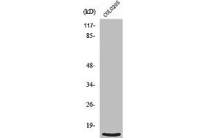 Western Blot analysis of HepG2 cells using Ribosomal Protein L39 Polyclonal Antibody (RPL39 Antikörper  (N-Term))