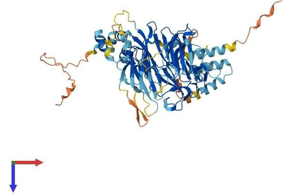 FBXO24 Protein (AA 1-580) (His tag)