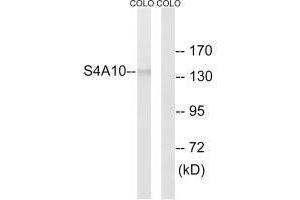 Western blot analysis of extracts from COLO cells, using SLC4A8/10 antibody.