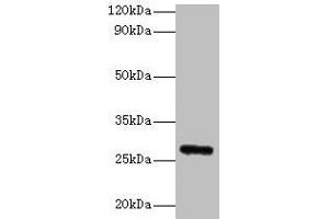 Western blot All lanes: Fgf23 antibody at 2 μg/mL + Rat heart tissue Secondary Goat polyclonal to rabbit IgG at 1/10000 dilution Predicted band size: 28 kDa Observed band size: 28 kDa (FGF23 Antikörper  (AA 25-251))