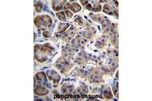 RPL15 Antibody (N-term) immunohistochemistry analysis in formalin fixed and paraffin embedded human pancreas tissue followed by peroxidase conjugation of the secondary antibody and DAB staining.