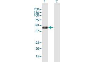 Western Blot analysis of PHKG2 expression in transfected 293T cell line by PHKG2 MaxPab polyclonal antibody.