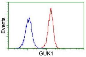 Image no. 2 for anti-Guanylate Kinase 1 (GUK1) antibody (ABIN1498566)