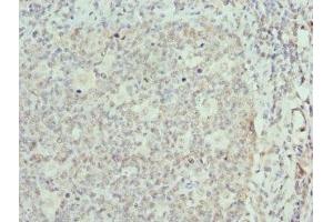 Immunohistochemistry of paraffin-embedded human tonsil tissue using ABIN7152086 at dilution of 1:100 (ELF1 Antikörper  (AA 1-210))