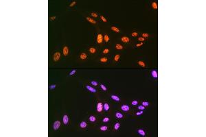 Immunofluorescence analysis of U-2 OS cells using PRP19 Rabbit mAb (ABIN7269505) at dilution of 1:100 (40x lens). (PRP19 Antikörper)