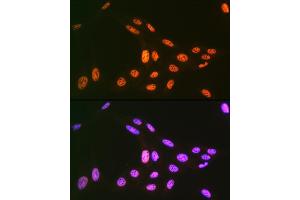Immunofluorescence analysis of U-2 OS cells using PRP19 Rabbit mAb (ABIN7269505) at dilution of 1:100 (40x lens).