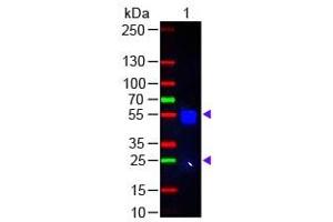 Western Blot Rabbit IgG (H&L) Antibody 488 Conjugated Pre-Adsorbed Western Blot of Donkey anti-Rabbit IgG (H&L) Antibody 488 Conjugated Pre-Adsorbed Lane 1: Rabbit IgG Load: 50 ng per lane Secondary antibody: Rabbit IgG (H&L) Antibody 488 Conjugated Pre-Adsorbed at 1:1,000 for 60 min at RT Block: ABIN925618 for 30 min at RT Predicted/Observed size: 55 and 28 kDa, 55 and 28 kDa (Esel anti-Kaninchen IgG Antikörper (DyLight 488) - Preadsorbed)
