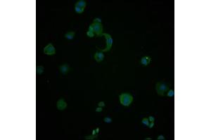 Immunofluorescence (IF) image for anti-Heat Shock 70kDa Protein 8 (HSPA8) (AA 2-646) antibody (ABIN7154884)