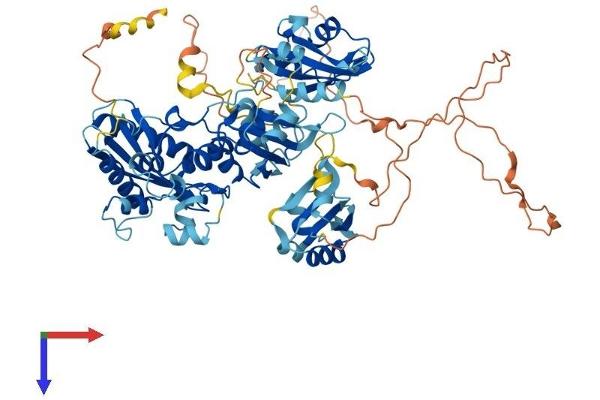 ESRP2 Protein (AA 1-727) (His tag)