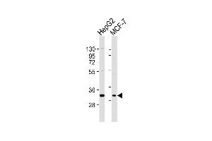All lanes : Anti-DBP Antibody (C-term) at 1:2000 dilution Lane 1: HepG2 whole cell lysates Lane 2: MCF-7 whole cell lysates Lysates/proteins at 20 μg per lane. (DBP Antikörper  (C-Term))