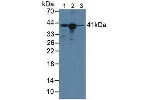 Figure. (HLA-C Antikörper  (AA 48-305))
