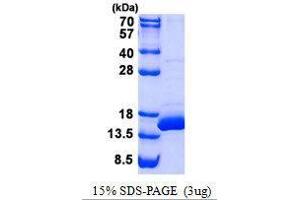 Figure annotation denotes ug of protein loaded and % gel used. (BOLA1 Protein)