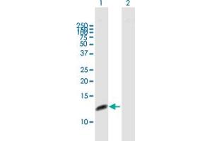 Western Blot analysis of RPA3 expression in transfected 293T cell line by RPA3 MaxPab polyclonal antibody.