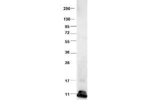 Western blot using  protein-A purified anti-bovine CCL2 antibody shows detection of recombinant bovine CCL2 at 8. (CCL2 Antikörper)