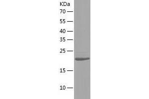 Western Blotting (WB) image for Charged Multivesicular Body Protein 5 (CHMP5) (AA 1-219) protein (His tag) (ABIN7122255)