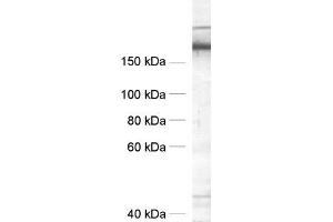 dilution: 1 : 1000, sample: crude synaptic vesicle fraction of rat brain (LP2) (SNAP91 Antikörper  (AA 279-297))