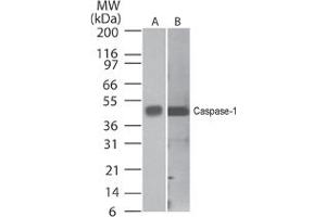 Caspase-1 Western Blot. (Caspase 1 Antikörper  (C-Term))
