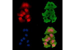 ABIN7096434 and ABIN7100498 staining HepG2 cells by IF/ICC. (KLF3 Antikörper)
