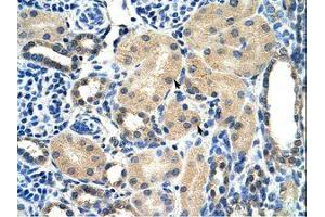 Image no. 1 for anti-Aryl Hydrocarbon Receptor Interacting Protein (AIP) (AA 101-150) antibody (ABIN202262) (AIP Antikörper  (AA 101-150))