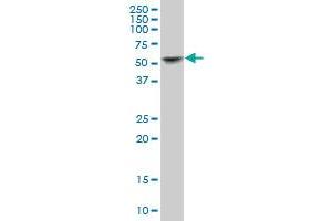 KRT8 MaxPab polyclonal antibody.