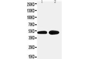Anti-alpha 2a Adrenergic Receptor antibody, Western blotting Lane 1: HELA Cell Lysate Lane 2: PANC Cell Lysate (ADRA2A Antikörper  (Middle Region))