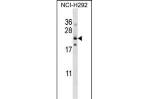 FOLR3 Antibody (N-term) (ABIN657540 and ABIN2846555) western blot analysis in NCI- cell line lysates (35 μg/lane). (FOLR3 Antikörper  (N-Term))