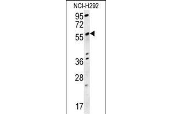SPATA18 Antikörper  (N-Term)